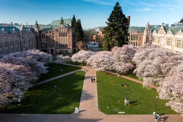UW campus cherry blossoms